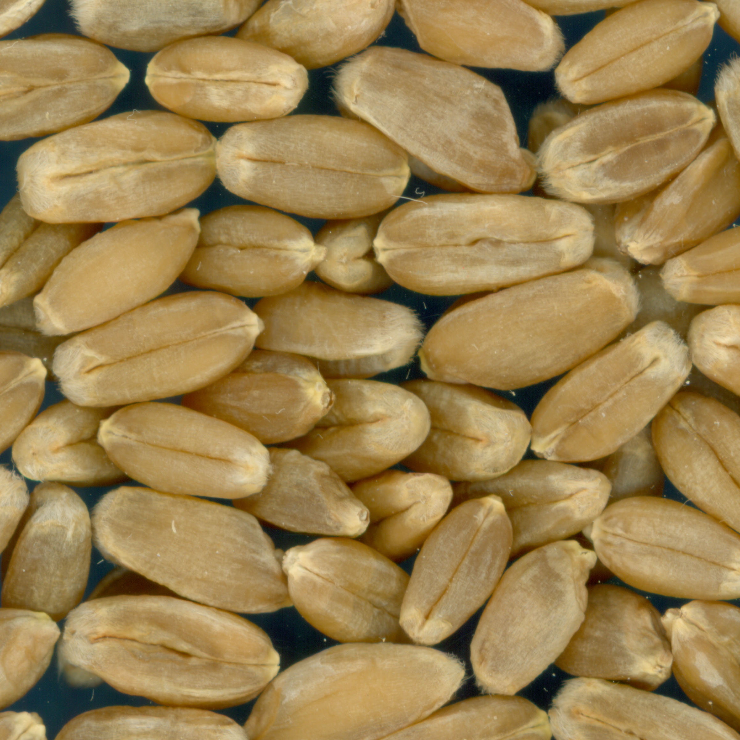 KERNELS